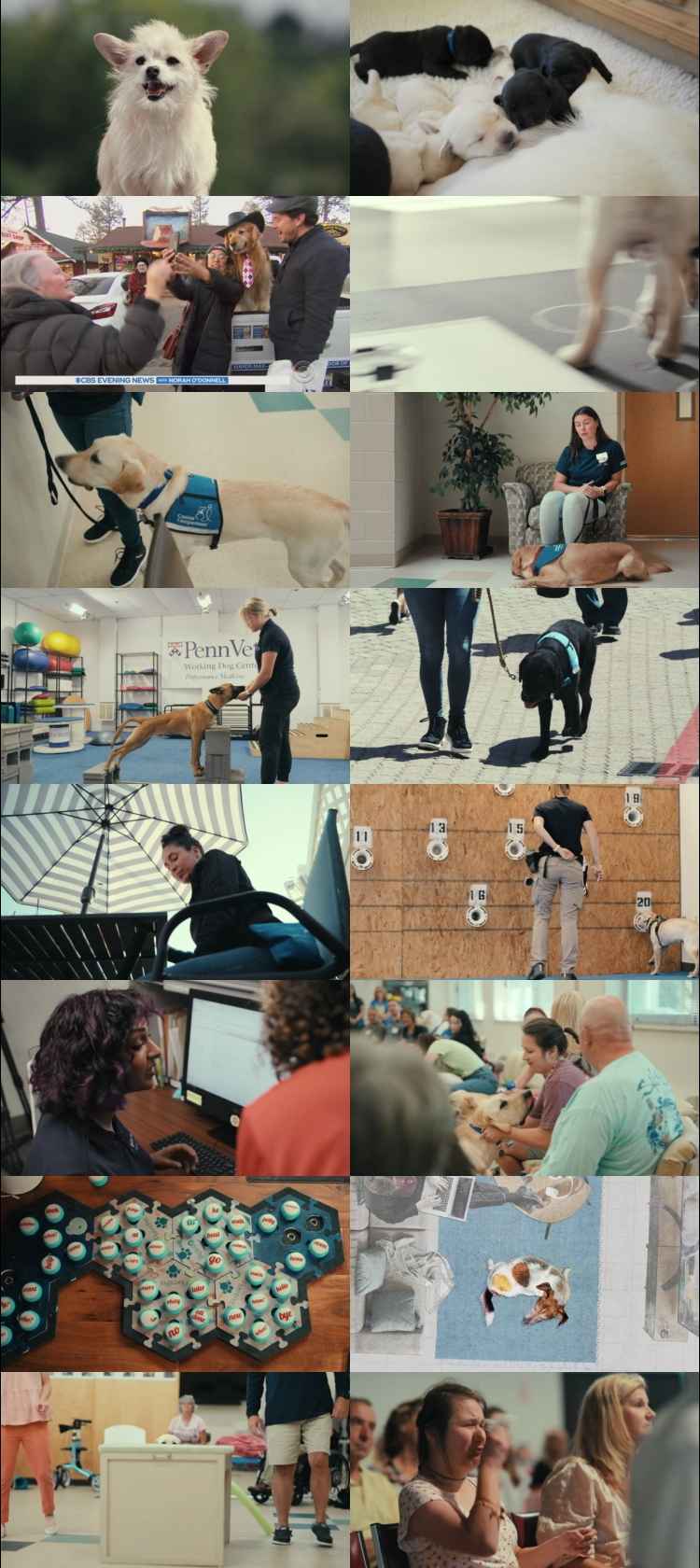 Inside the Mind of a Dog one0one4 Hindi ORG Dual Audio Movie DD5.1 1080p 7one0p 480p Web-DL ESubs xone64 HEVC Inside the Mind of a Dog one0one4 Hindi ORG Dual Audio Movie DD5.1 1080p 7one0p 480p Web-DL ESubs xone64 HEVC