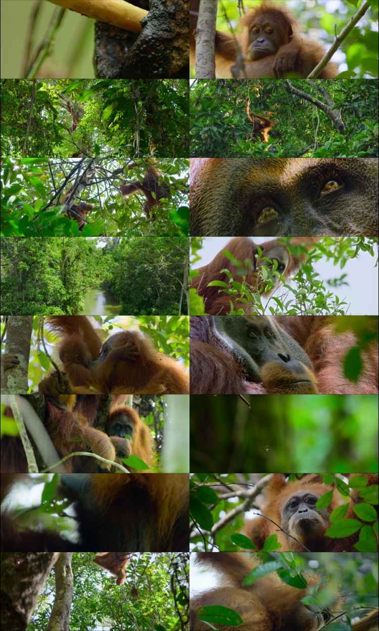 Secret Lives of Orangutans one0one4 Hindi ORG Dual Audio Movie DD5.1 1080p 7one0p 480p Web-DL ESubs xone64 HEVC Secret Lives of Orangutans one0one4 Hindi ORG Dual Audio Movie DD5.1 1080p 7one0p 480p Web-DL ESubs xone64 HEVC